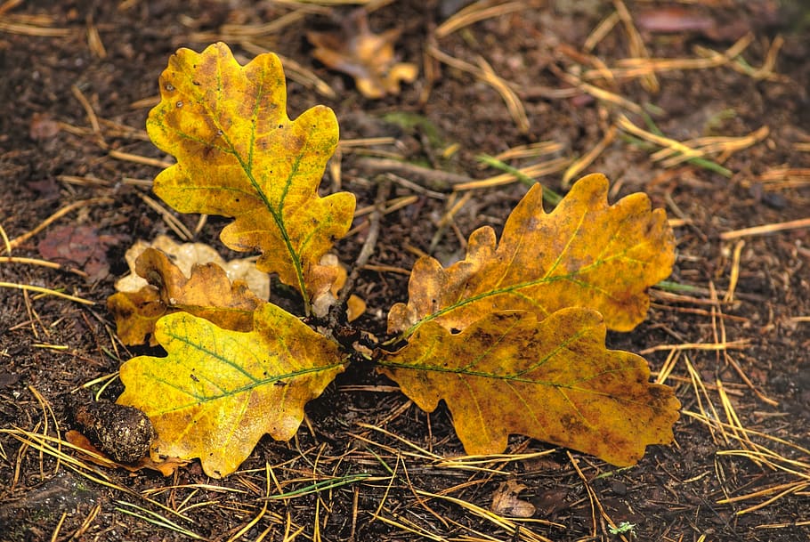 foliage, oak, litter, nature, autumn, forest, vegetation, leaf HD wallpaper