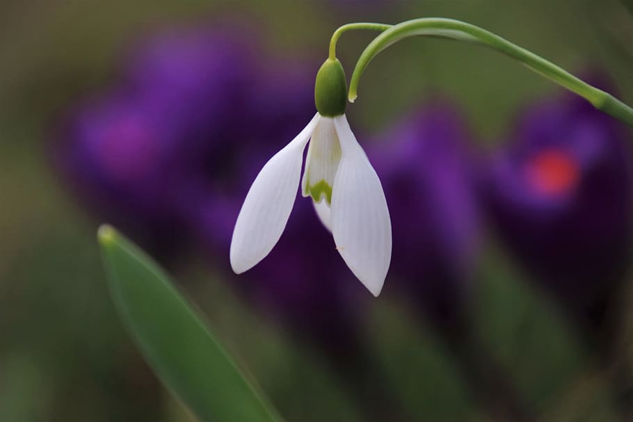 based, crocus, bud, snowdrop, white, plant, garden, closeup HD wallpaper