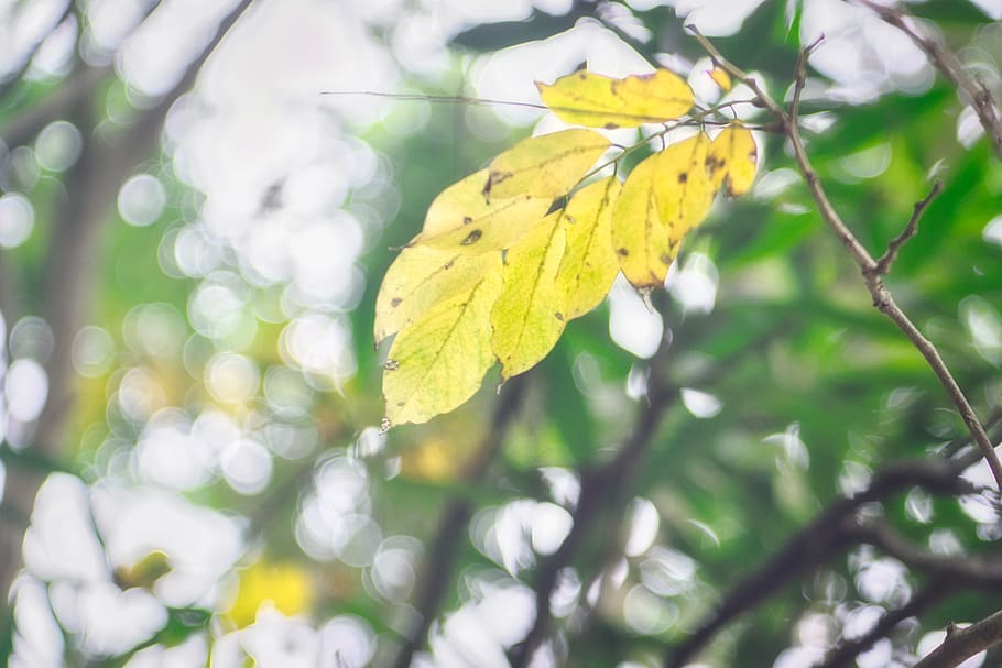 yellow, plant, growth, plant part, close-up, leaf, beauty in nature HD wallpaper