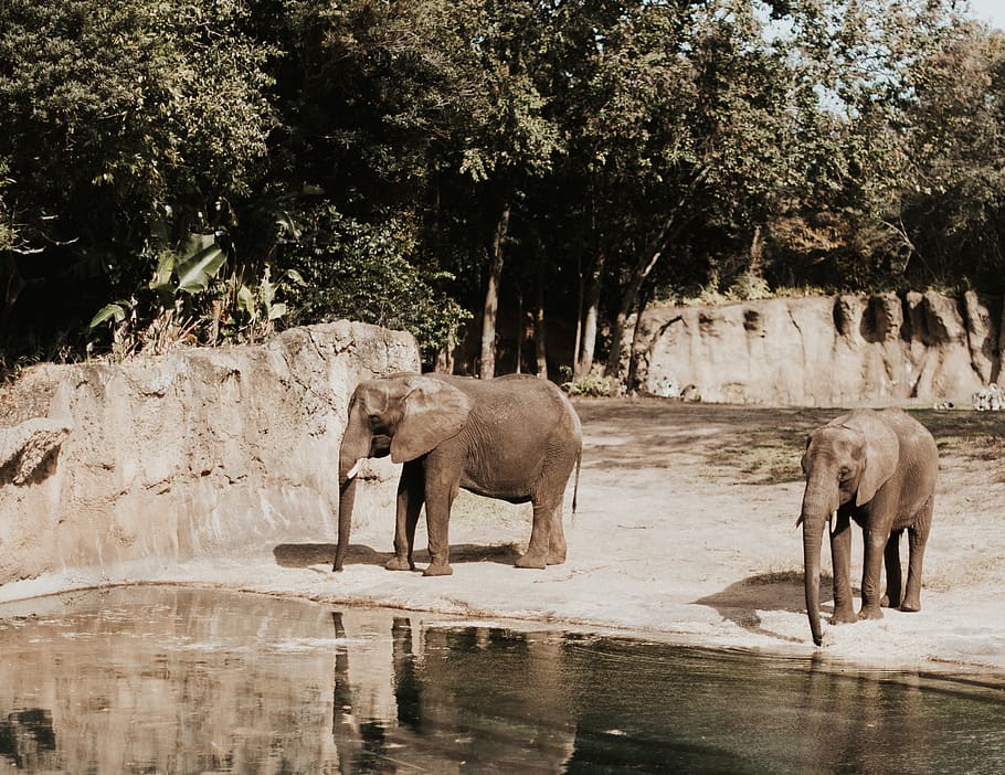 two elephants, wildlife, mammal, animal, antelope, impala, giraffe HD wallpaper