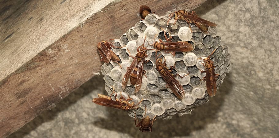 insects, hive, wasps, sting, colombia, close-up, no people HD wallpaper