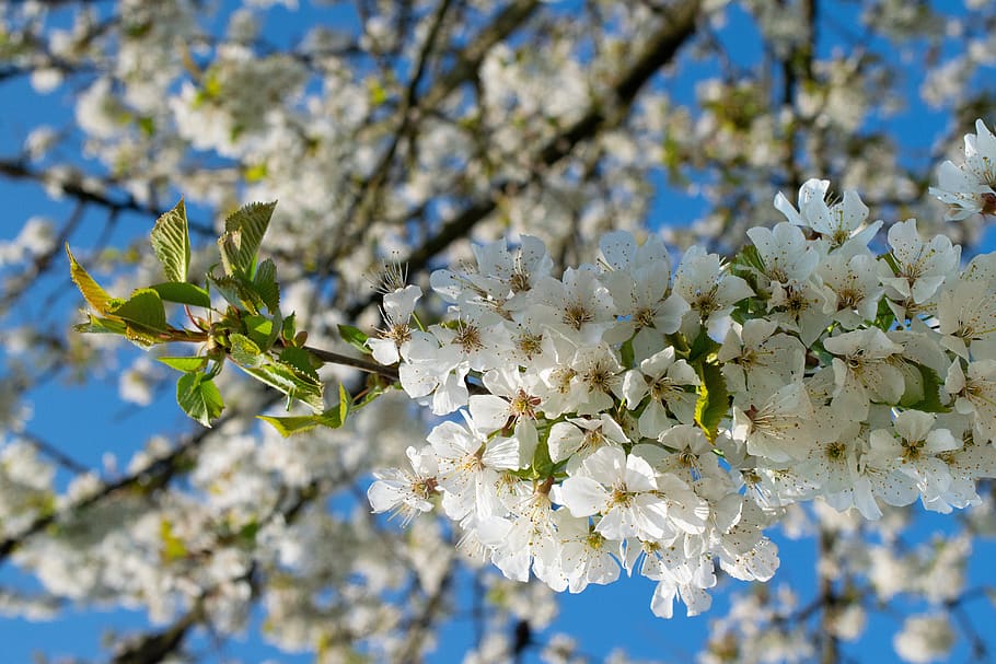 cherry blossoms, spring, sun, bloom, tree, nature, branch, cherry tree HD wallpaper