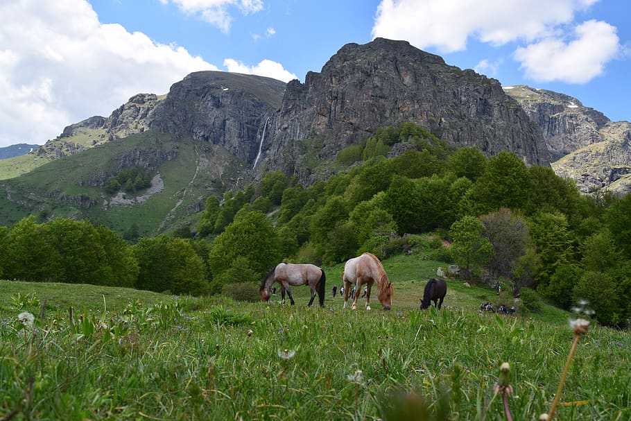 horses, mountain, landscape, plant, livestock, domestic animals HD wallpaper