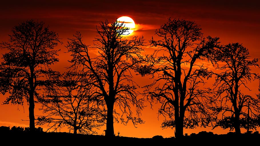 sunset, tree, nature, landscape, sky, evening, twilight, orange HD wallpaper