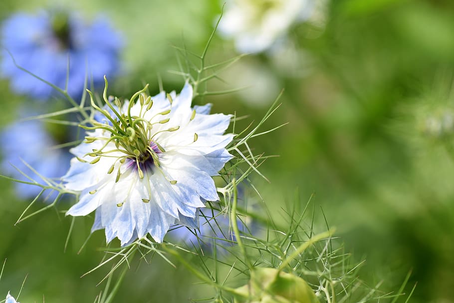 white flower, garden, spring, flowering plant, fragility, freshness HD wallpaper