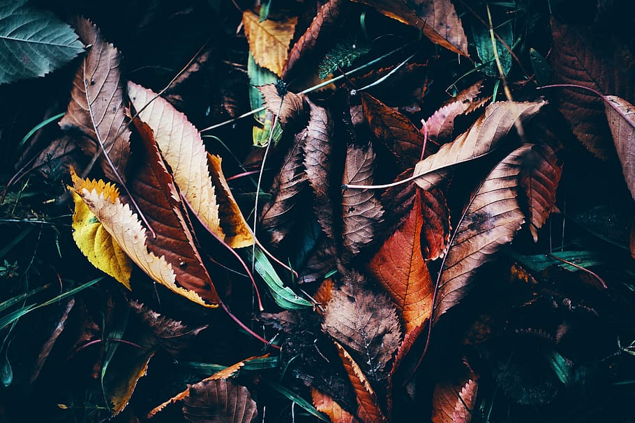 germany, black forest, fall, autumn, leaves, leaf, red, trees HD wallpaper