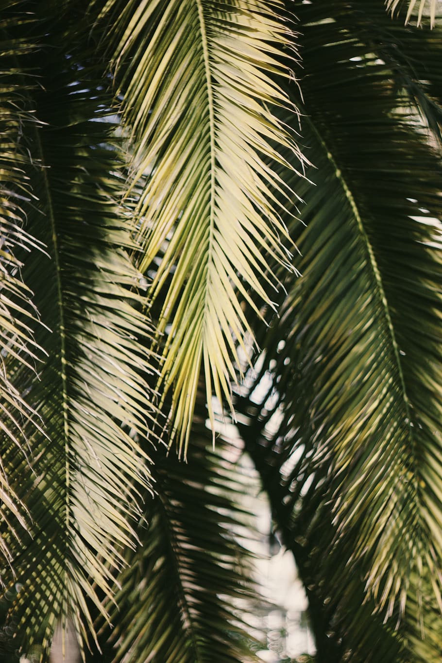 russia, sochi, plant, tree, leaf, no people, growth, palm tree HD wallpaper