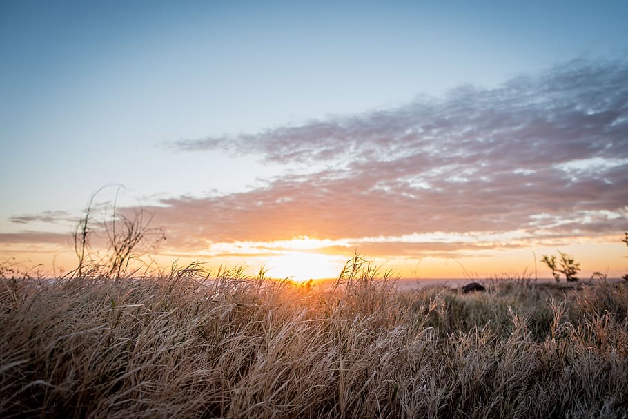 grass field, plant, flora, réunion, landscape, grassland, outdoors HD wallpaper