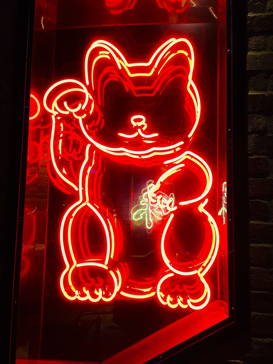 lights, LED light, glow, kitten, illuminated, neon, red, no people HD wallpaper