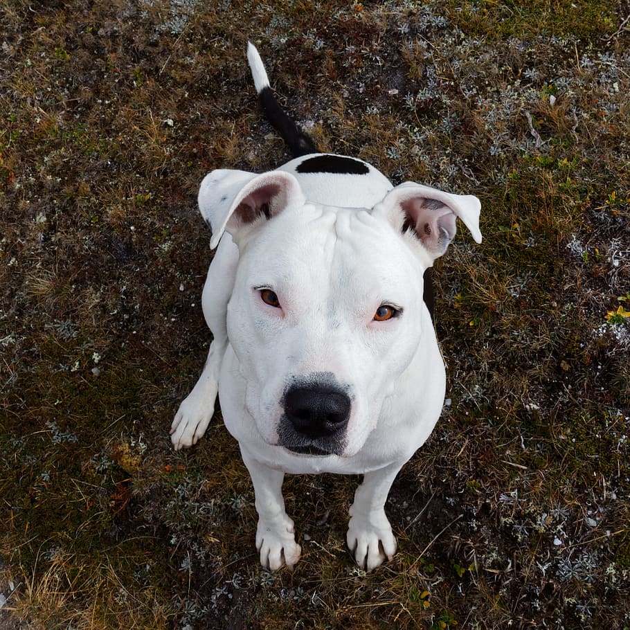 dog, nice, portrait, white, face, sweet, animal, canine, one animal HD wallpaper