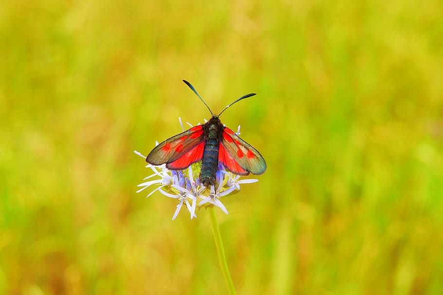 animal wildlife, animal themes, animals in the wild, invertebrate HD wallpaper