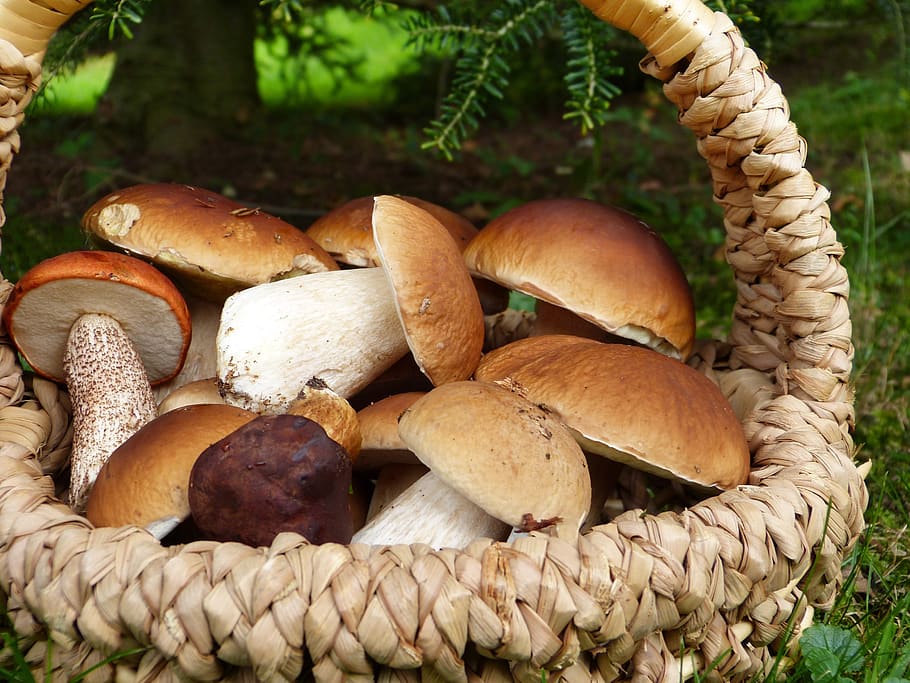 mushrooms, porcini mushrooms, maroni, red, basket, forest, trees, HD wallpaper