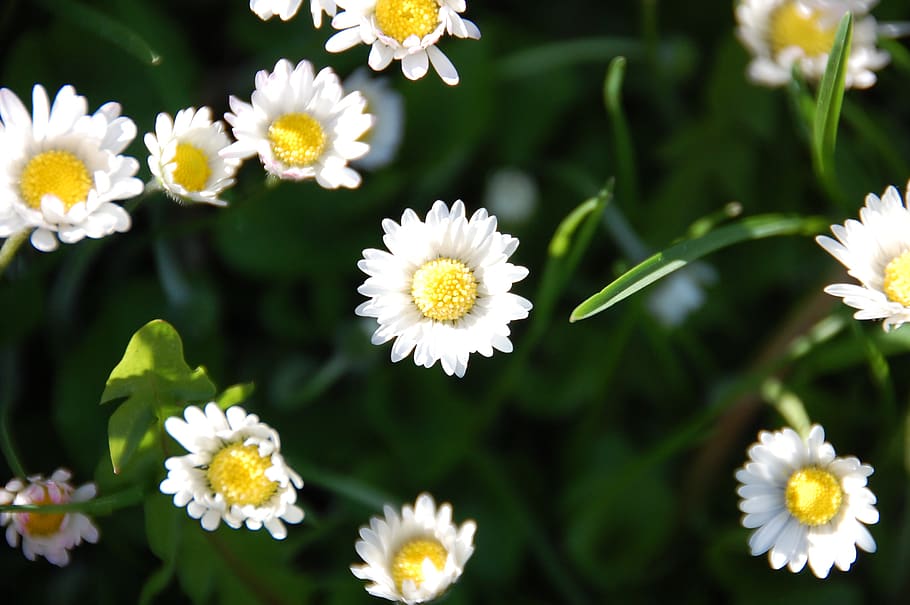 daisie, daisies, close-up, flowering plant, freshness, vulnerability HD wallpaper