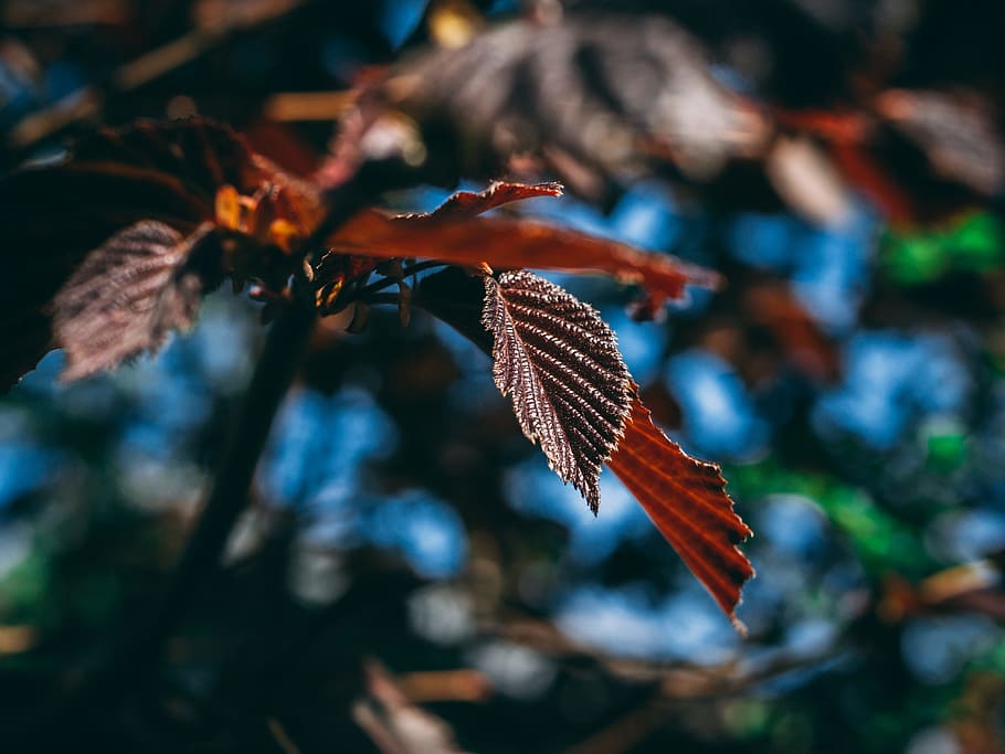 Close-Up Photography of Leaves, blur, blurry, bokeh, depth of field HD wallpaper