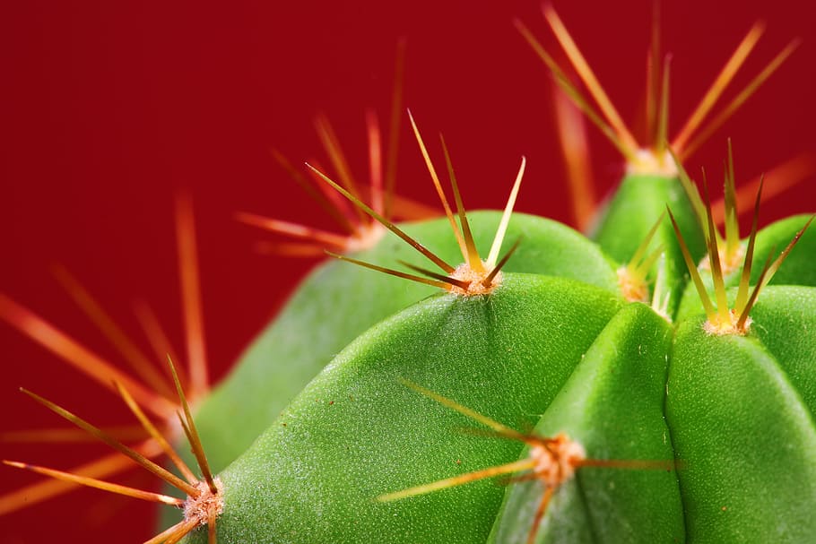 cactus, closeup, green, grow, growth, macro, natural, plant HD wallpaper