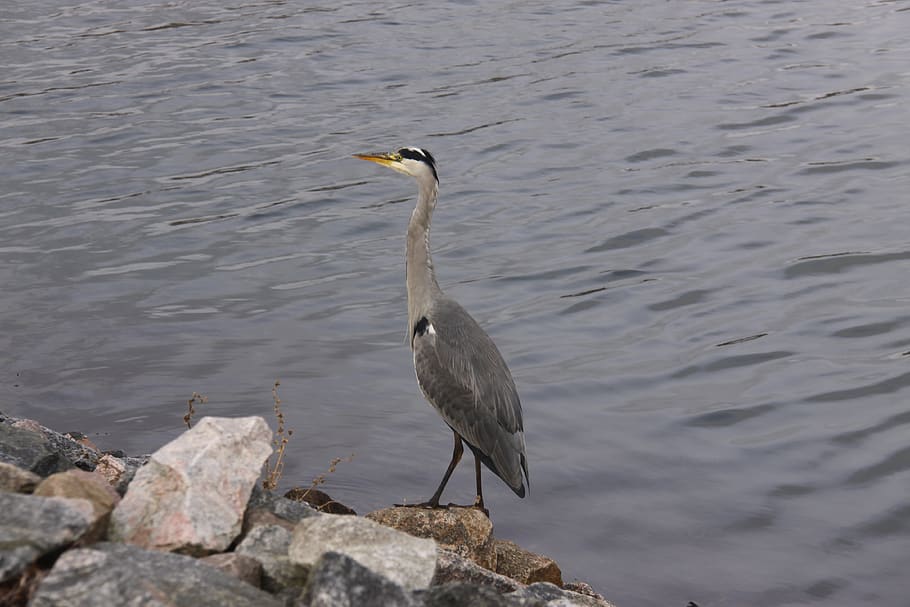 grey heron, bird, expensive, wings, natural, plumage, beak HD wallpaper