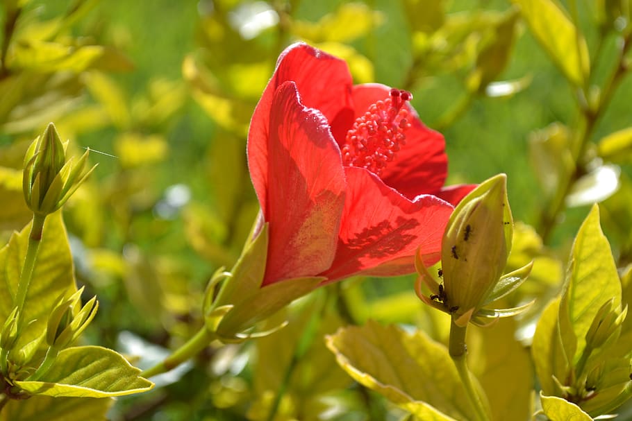 flower, hatching, red, nature, spring, flowering, plant, beauty in nature HD wallpaper