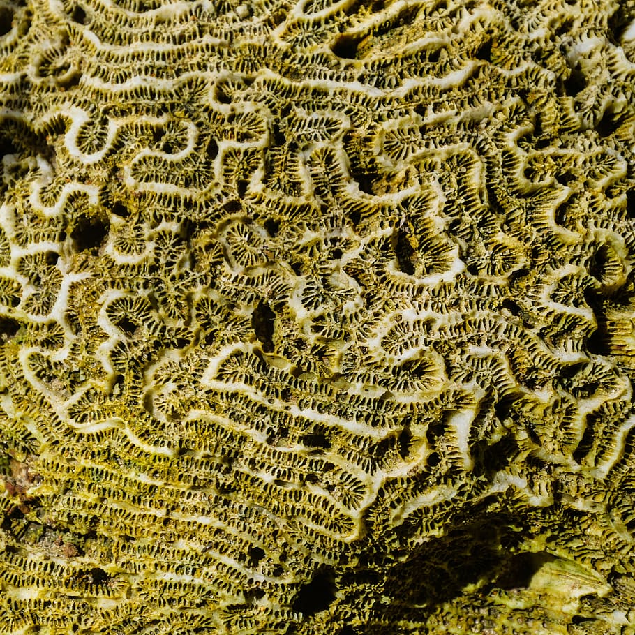 coral, sea, structure, barbados, caribbean, pattern, beach HD wallpaper