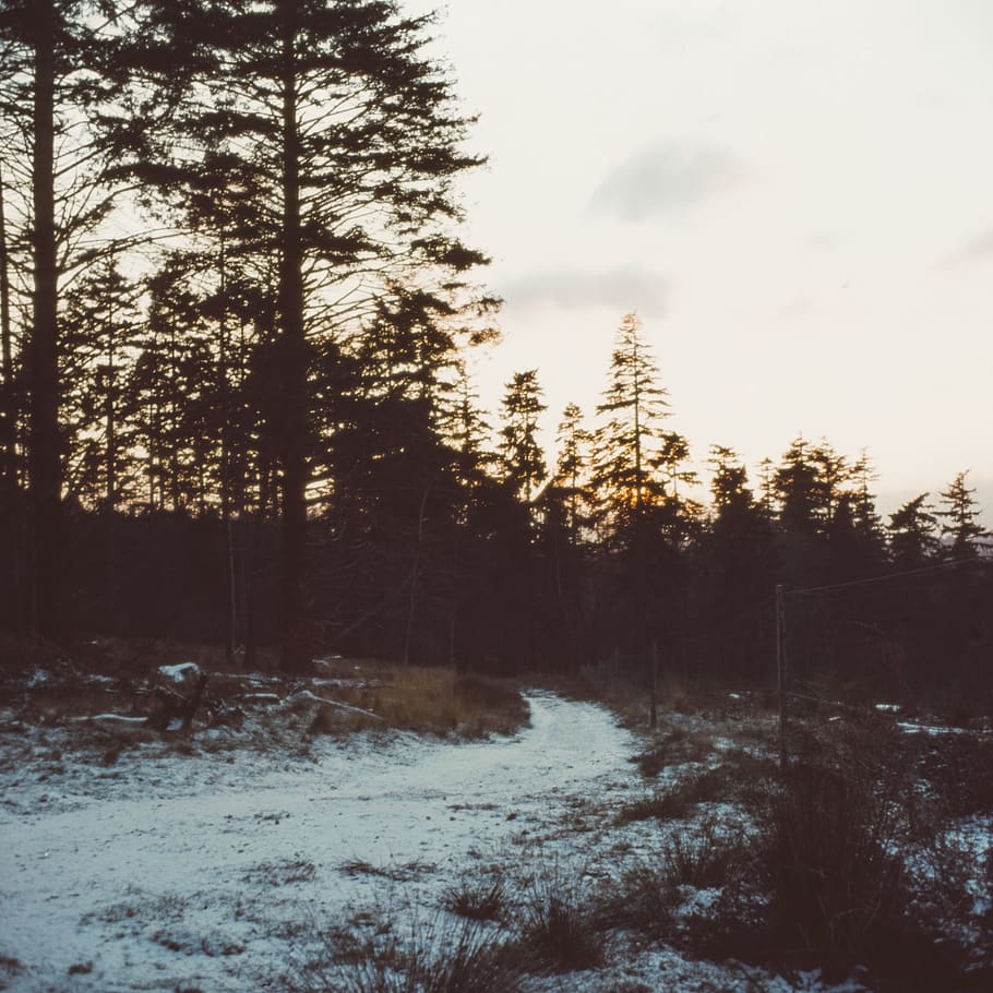 plant, tree, abies, fir, conifer, pine, nature, outdoors, spruce HD wallpaper