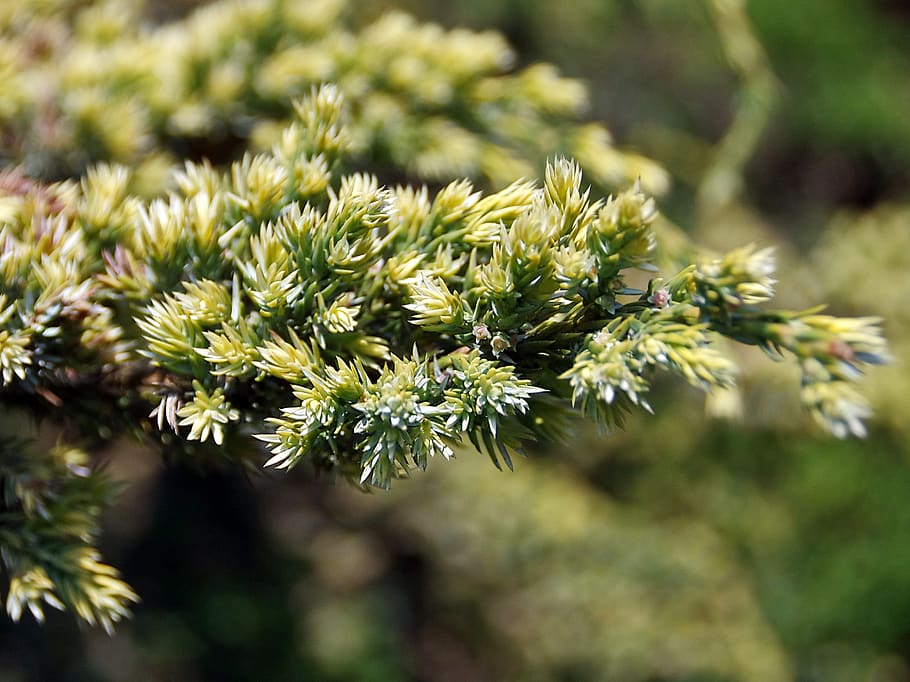 juniper, buds, cupressaceae, cupressus, cade, branches, plant HD wallpaper