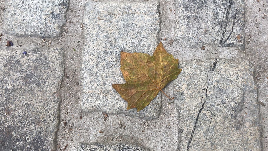 spain, barcelona, leaves, leaf, plant part, autumn, dry, day HD wallpaper