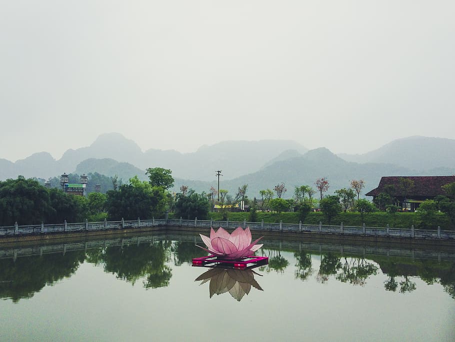 green, mist, flower, nature, travel, temple, reflection, water HD wallpaper