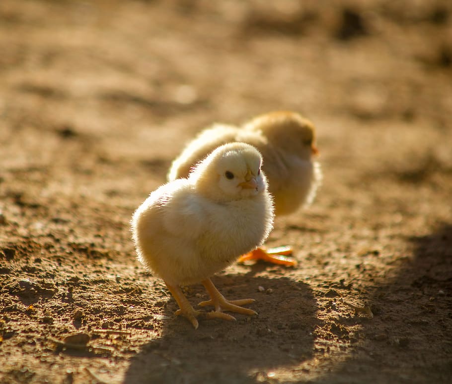 two yellow chicks on ground, animal themes, young animal, young bird HD wallpaper