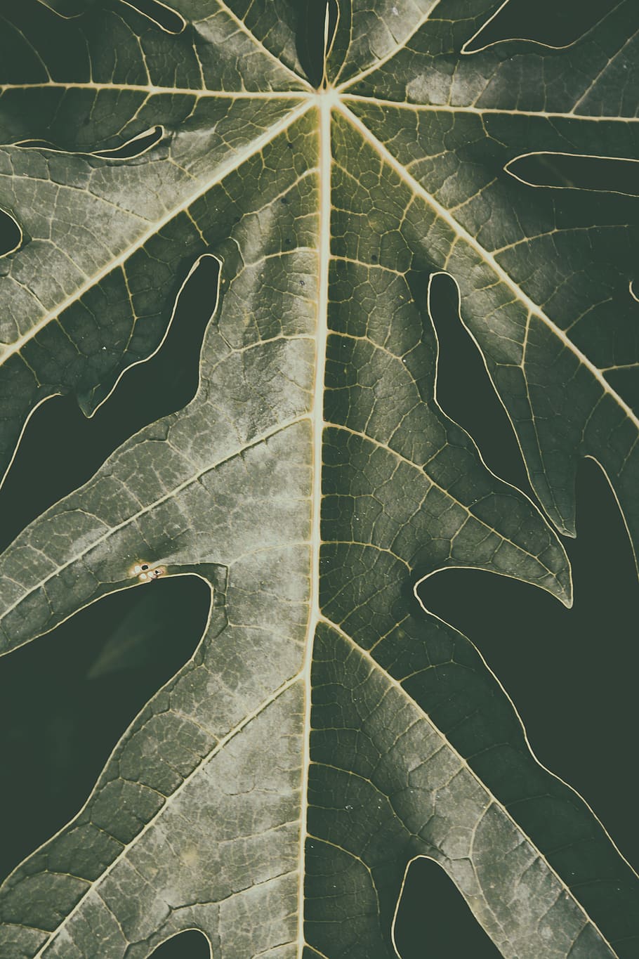 fade, darkness, fruit, papaya, tree, leaf, plant, nature, plant part HD wallpaper