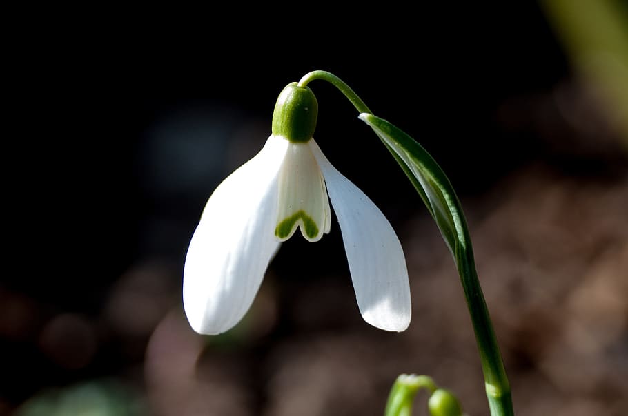 spring, flowers, nature, plant, garden, flora, snowdrop, close-up HD wallpaper