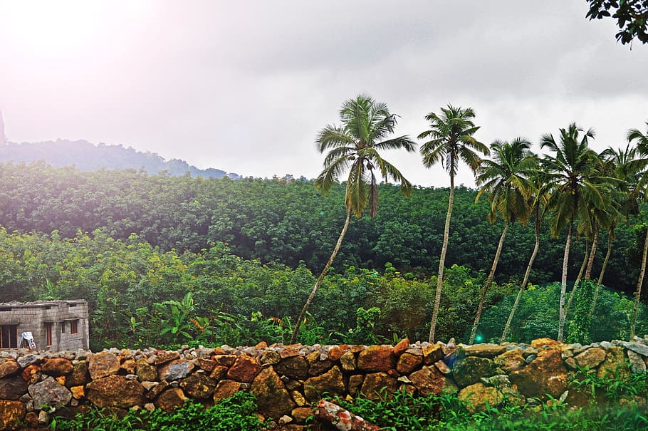 forest, green, tree, bunch, landscape, mountain, jungle, plant HD wallpaper