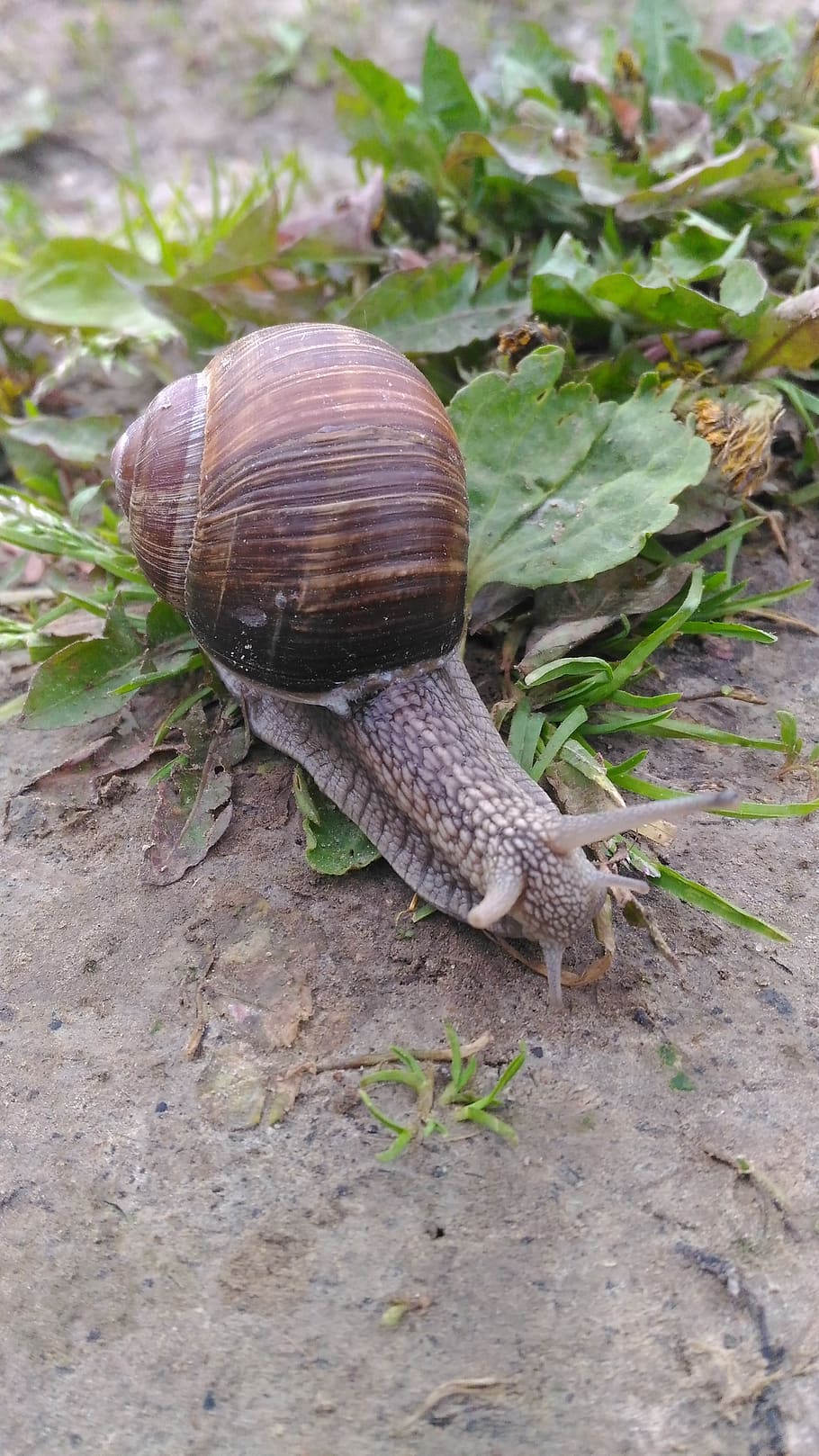 snail, macro, nature, grass, slimy, creeps, shell, slug, clam, HD wallpaper