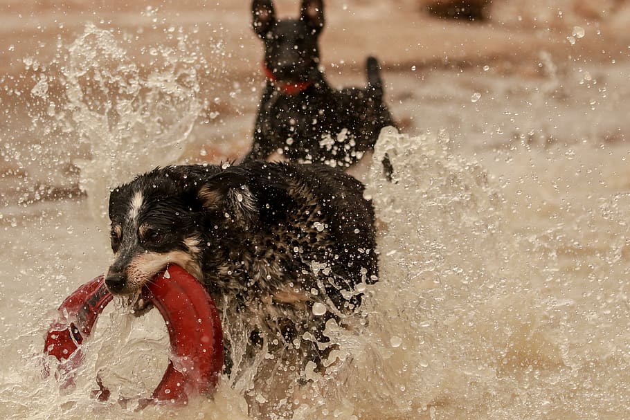 action, water, fetch, dog, dogs, aussie, fun, canine, canines HD wallpaper