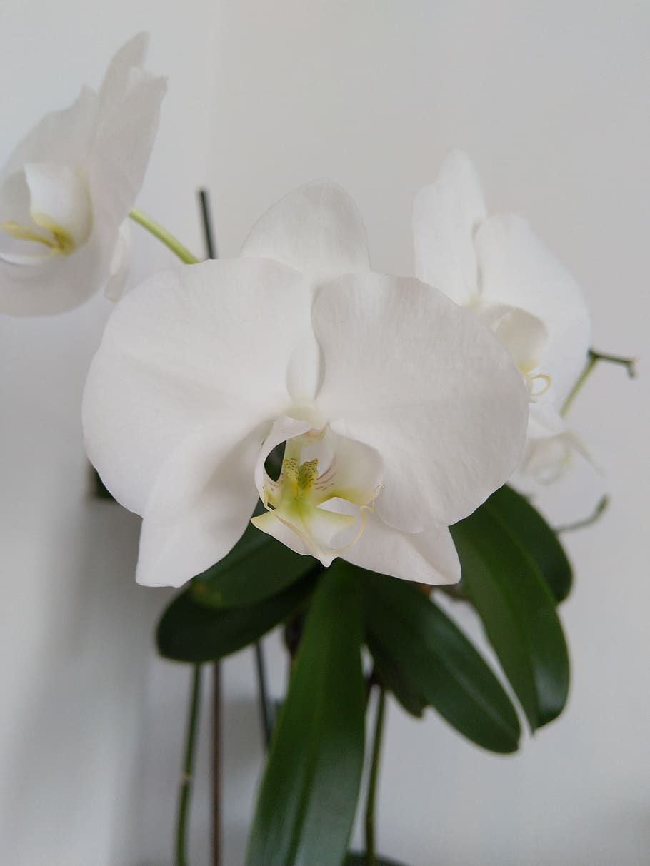 orchids, plant, flower, white, flowering plant, fragility, petal HD wallpaper