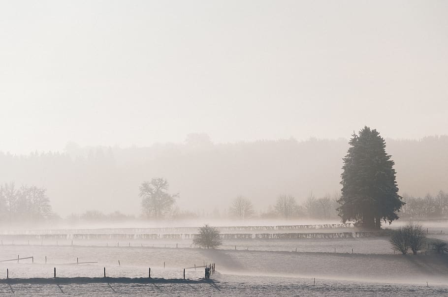 pine trees covered by fogs, forest, fence, snow, haze, mist, morning HD wallpaper