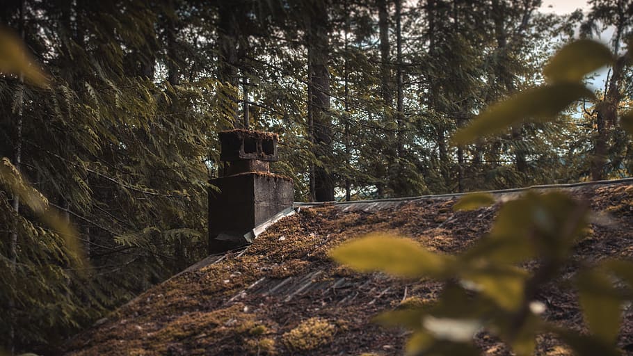 plant, tree, building, nature, conifer, abies, fir, hut, cabin HD wallpaper
