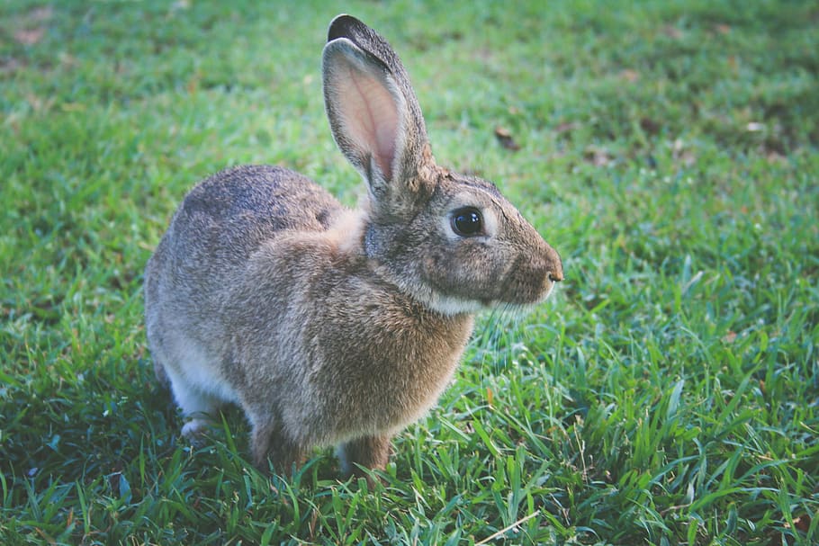 rabbit, animal, animal themes, grass, animal wildlife, mammal HD wallpaper
