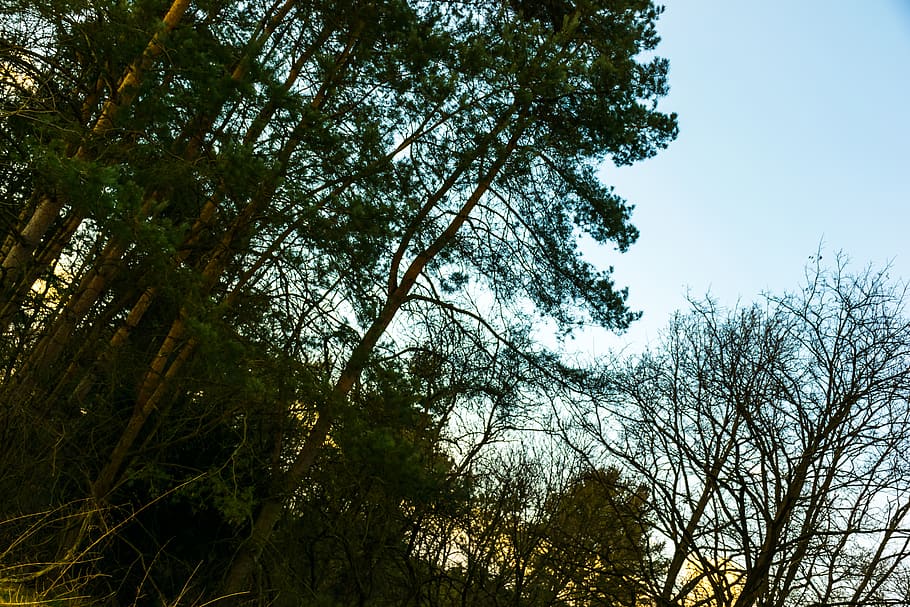 Photo of Green Leaf Trees, branch, clear sky, conifer, dawn, daylight HD wallpaper