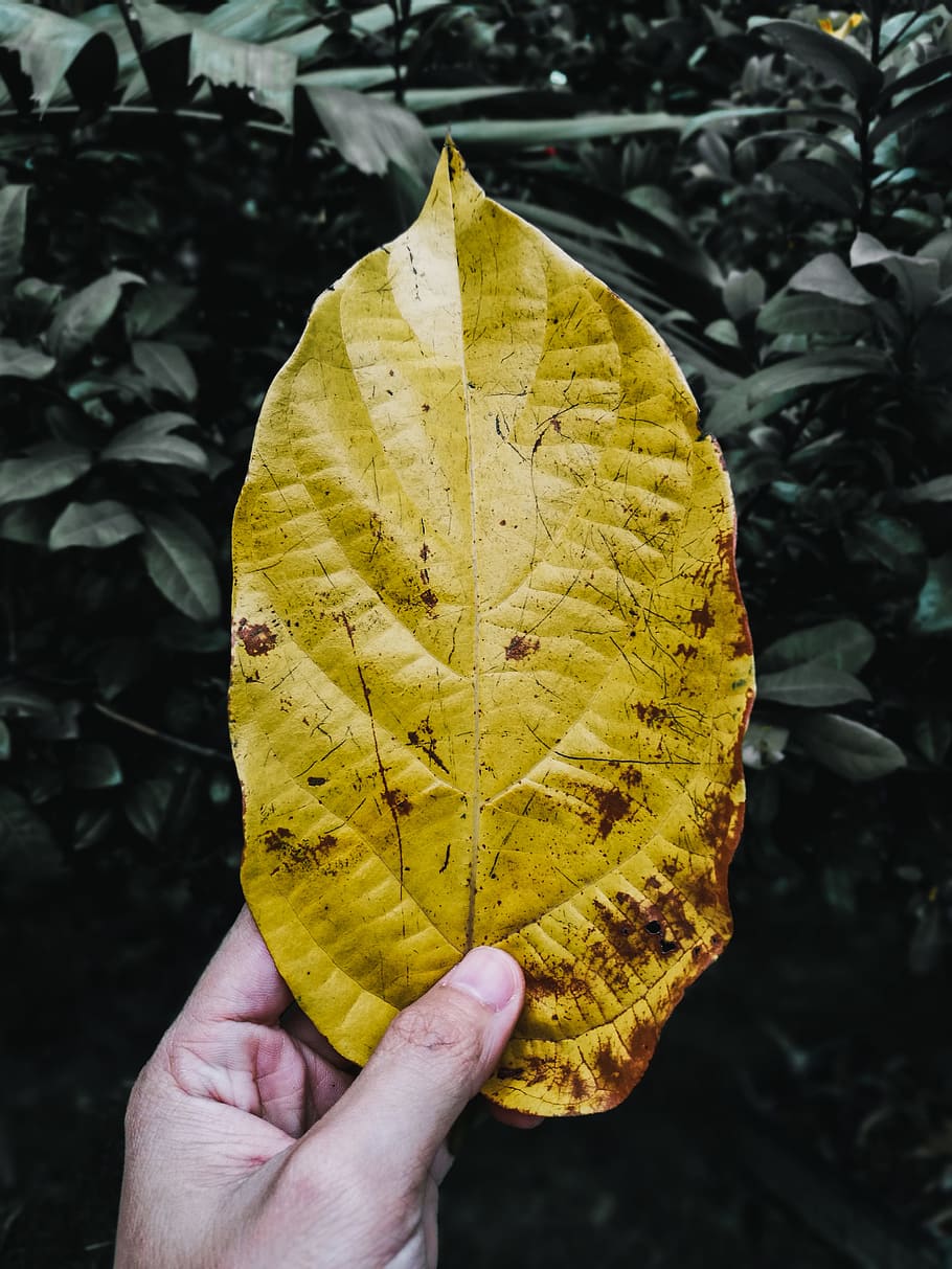 Person Holding Yellow Leaf, bright, close-up, colors, environment HD wallpaper
