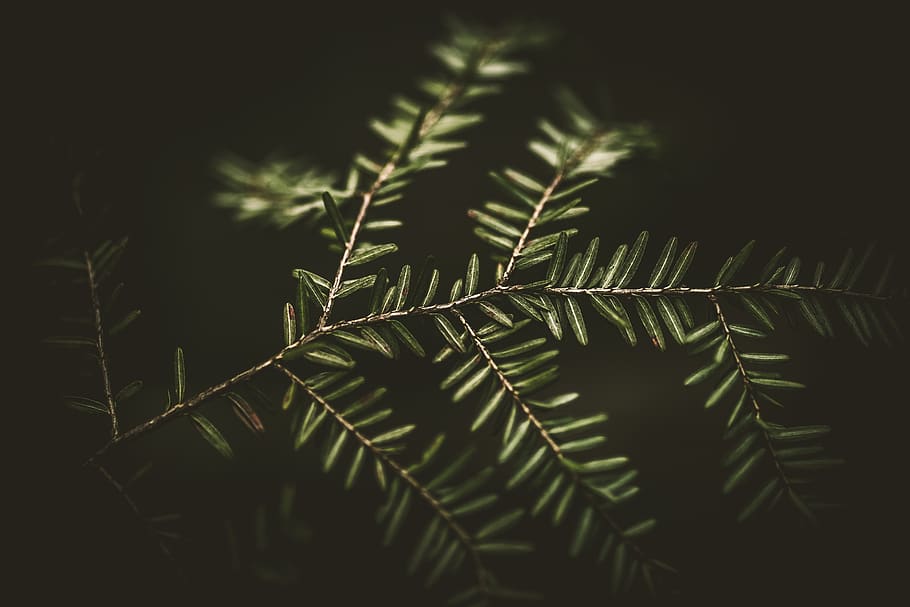 green linear-leafed plant, growth, nature, plant part, close-up HD wallpaper