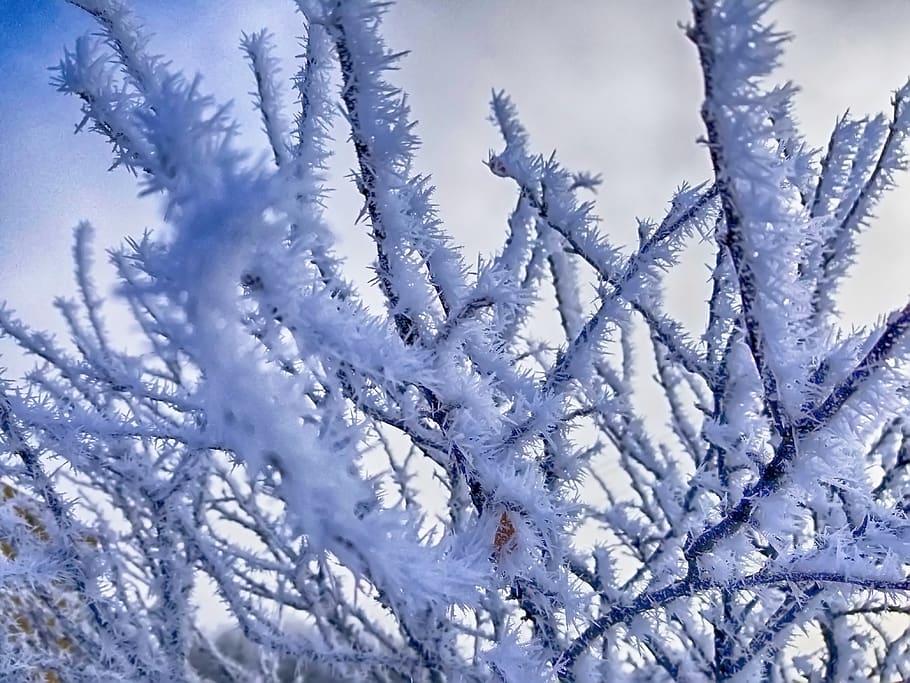 Tree Coated With Snow, branches, bright, christmas, close-up HD wallpaper