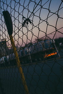 chain-link fence, prison, animal, bird, sphere, barricade, lock HD wallpaper