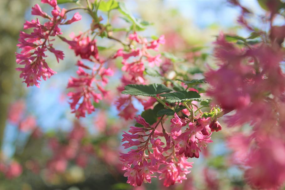 flowers, bright, pink, spring, growth, plant, beauty in nature HD wallpaper