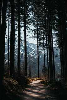 Trees In Between Path, forest, nature, outdoors, shadow, woods HD wallpaper