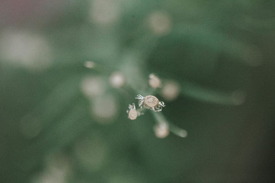 green leaf, insect, animal, invertebrate, plant, droplet, flower HD wallpaper