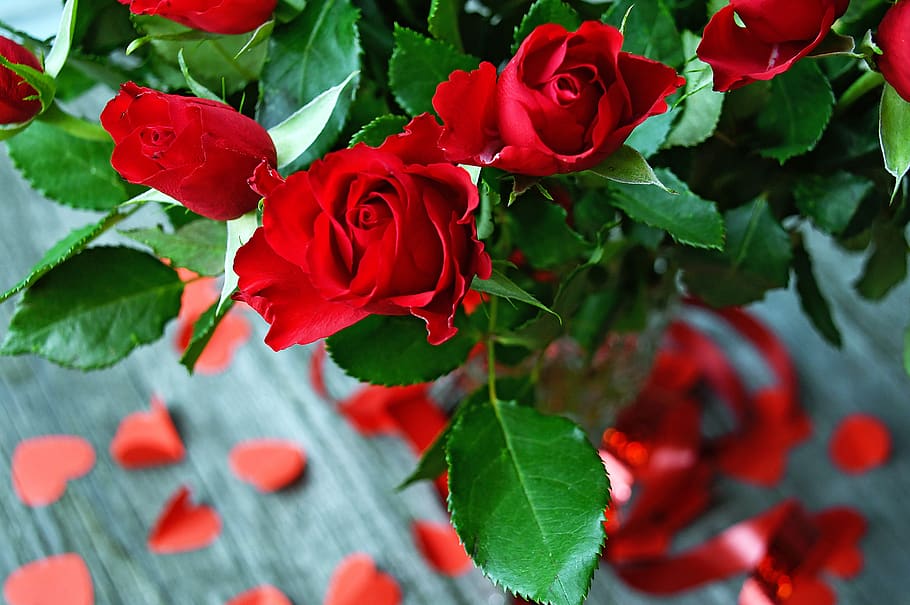 HD wallpaper: rose, rose petals, red rose, romantic, love, romance, nature  | Wallpaper Flare
