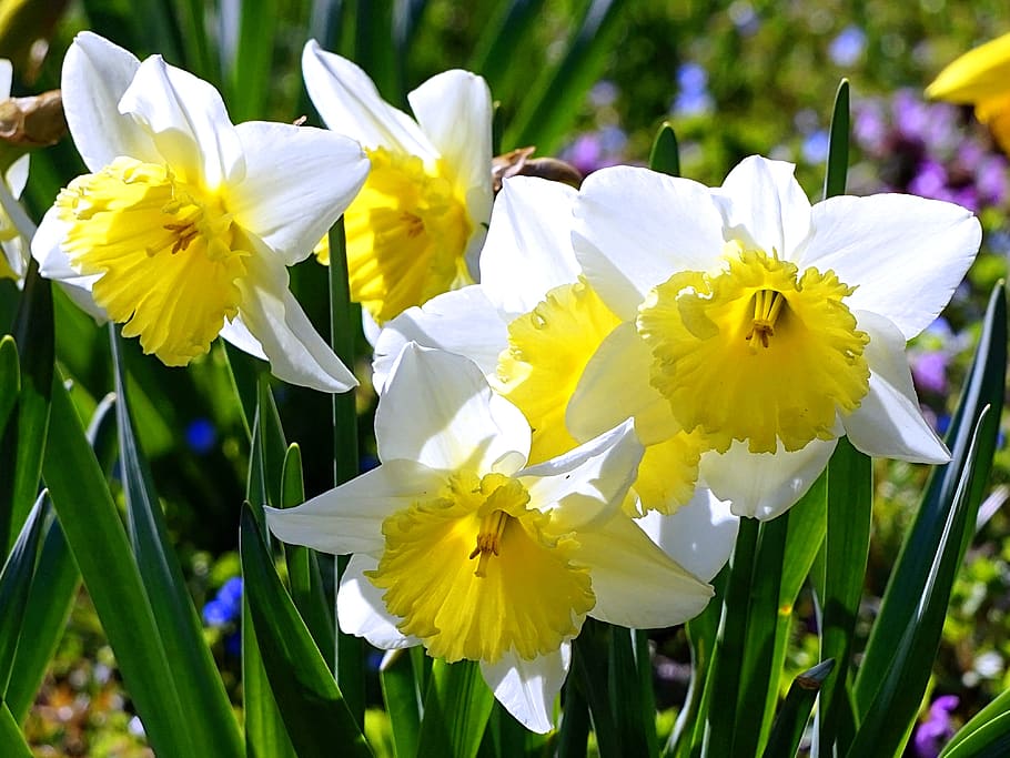 daffodils, blossom, bloom, spring, spring flowers, harbinger of spring HD wallpaper