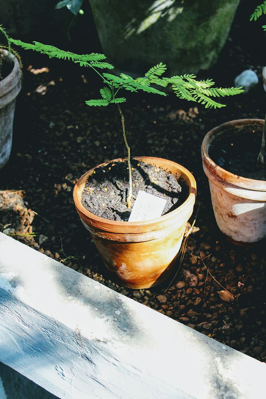 flower pot on soil, potted plant, growth, nature, no people, day HD wallpaper
