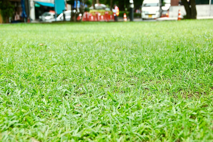 grass, green color, plant, selective focus, nature, day, land HD wallpaper