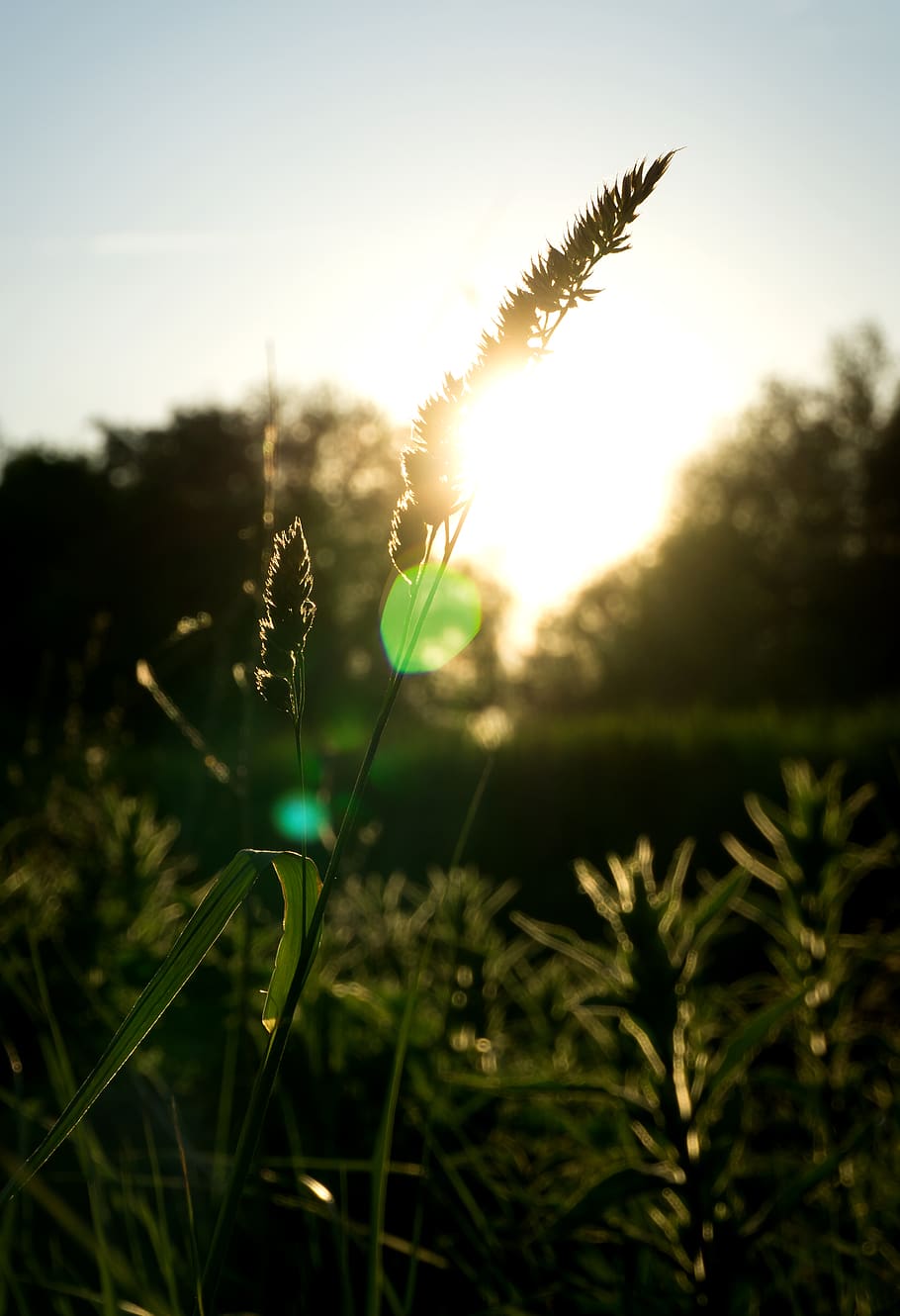 germany, rostock, neptunblick, plant, growth, beauty in nature HD wallpaper