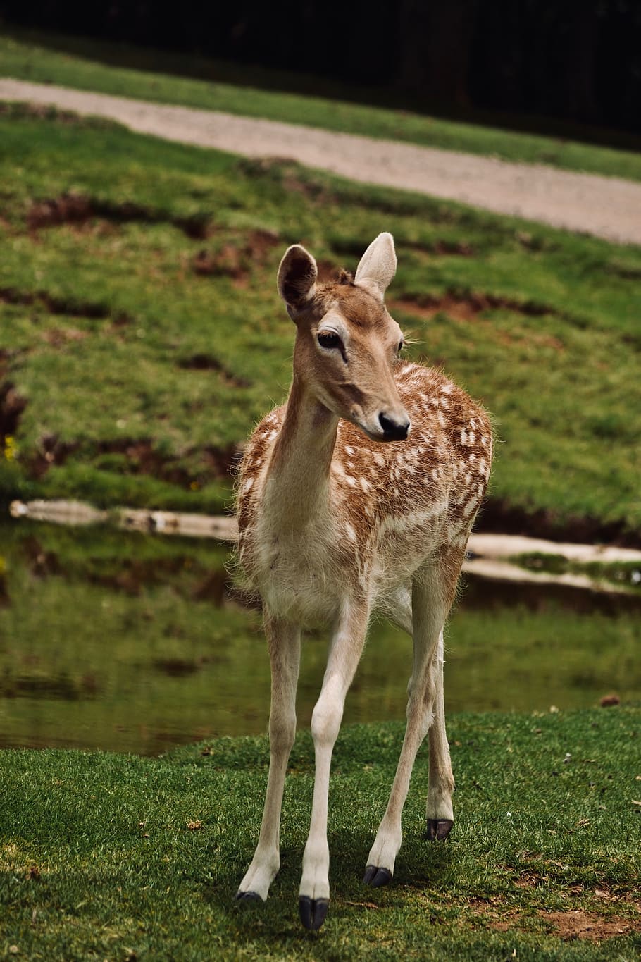 grass, mammal, one animal, standing, full length, animal wildlife HD wallpaper